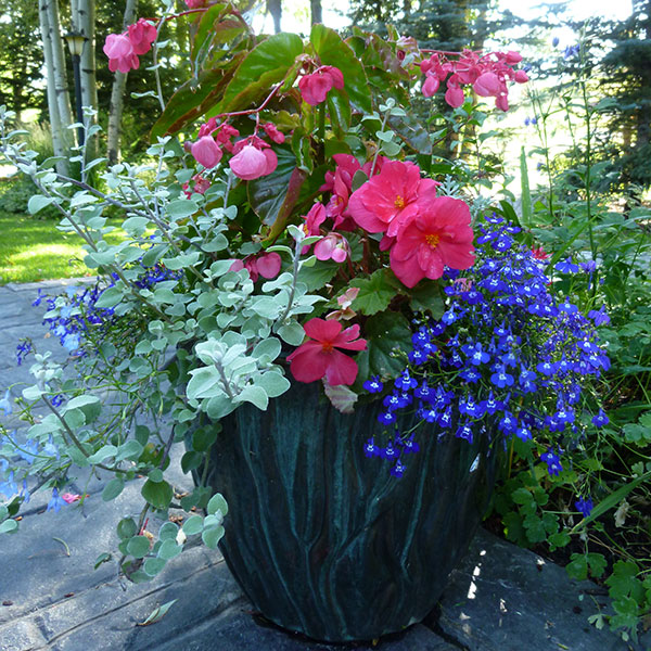 planters gardening services in Jackson Hole